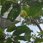 Magnolia coco Flor