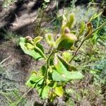 Dampiera purpurea Feuille