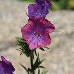 Echium creticum Flower