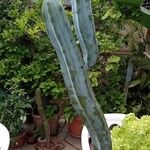 Myrtillocactus geometrizans Alkat (teljes növény)