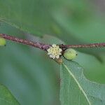 Bridelia cathartica Flor