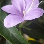 Barleria observatrix Flower