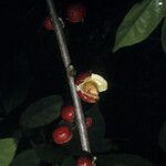 Casearia guianensis Fruto