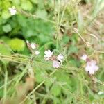 Verbena officinalisBlomst