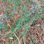 Campanula glomerata Hábito