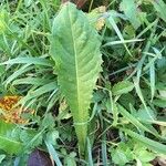 Crepis paludosa Leaf