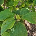 Hibiscus waimeae Feuille