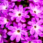 Abronia umbellata Flower