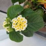Lantana canescens Цвят