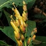 Sanchezia nobilis Flor