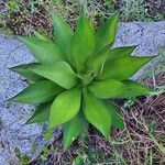 Agave chiapensis