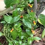 Manettia luteorubra Hoja