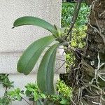 Phalaenopsis amabilis পাতা