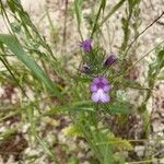 Cleonia lusitanica Flower