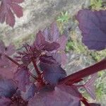 Hibiscus acetosella Λουλούδι
