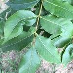 Ekebergia capensis Φύλλο