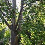 Ficus religiosa Hábitos