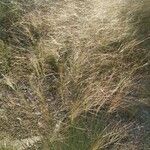 Stipa capillata Leaf