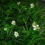 Sagina glabra Flower