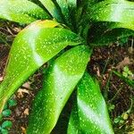 Aspidistra sichuanensis Yaprak