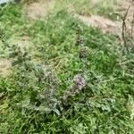 Mentha pulegium Blatt