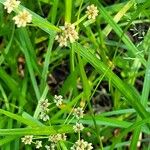 Scirpus atrovirens 果