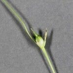 Carex jamesii Plod