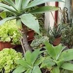 Agave attenuata Облик