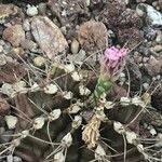 Gymnocalycium anisitsii Кветка