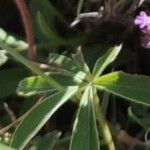 Azalea alpina [Kalmia procumbens]Leaf