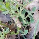 Ranunculus paludosus Leaf