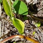 Cypripedium acaule Leaf