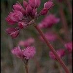 Allium dichlamydeum Flower