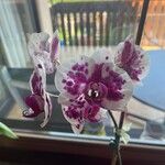 Phalaenopsis × singuliflora Kukka