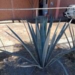 Agave tequilana Leaf
