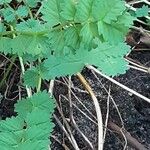 Sanguisorba minor Leaf