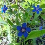 Lysimachia foemina Fula