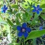 Lysimachia foemina Blomst