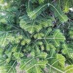 Abies cephalonica Leaf