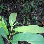 Vochysia guianensis Frunză