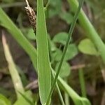 Alopecurus aequalis Blad