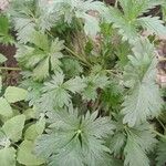 Potentilla intermedia Blad