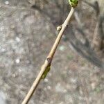 Syringa vulgaris 樹皮