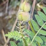 Astragalus cicer ഫലം