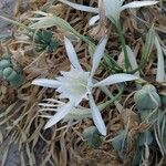 Pancratium maritimum Květ