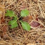 Orthilia secunda Leaf