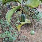 Aristolochia indica 果