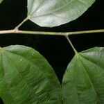 Cleidion castaneifolium Leaf