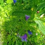 Echium plantagineum ഇല