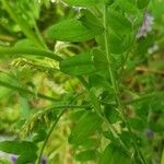 Vicia villosa Folha